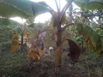 Yellow and Black Sigatoka - Banana