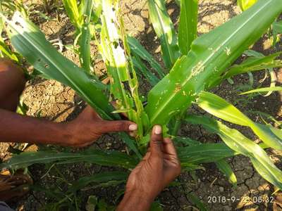 ನೇರಳೆ ಕಾಂಡ ಕೊರಕ - ಮೆಕ್ಕೆ ಜೋಳ