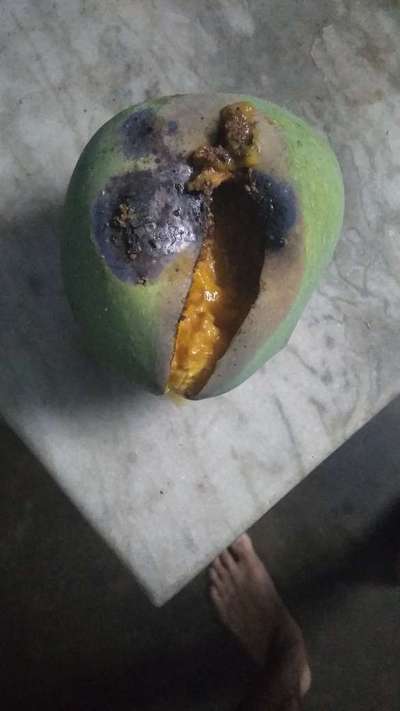 Mango Fruit Borer - Mango