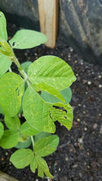 Flea Beetles - Bean