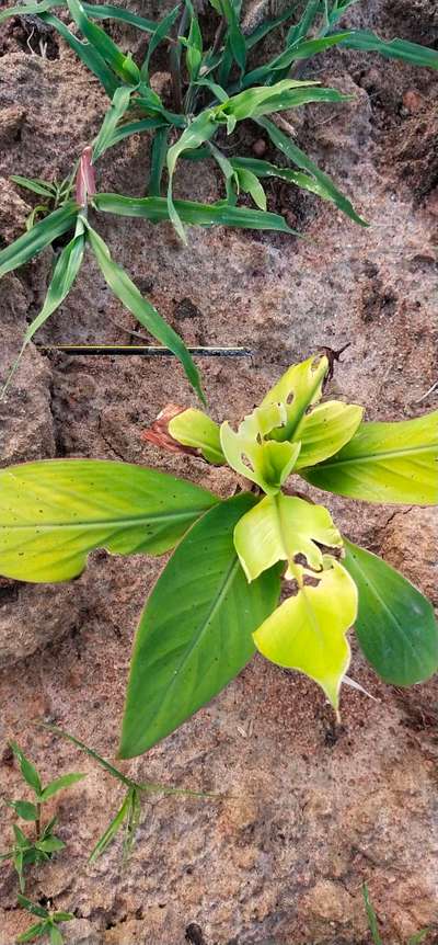 Tobacco Caterpillar - Banana