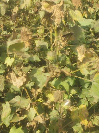 Fusarium Wilt - Cotton