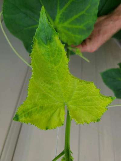 Nitrogen Deficiency - Cucumber