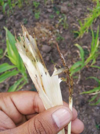 Spotted Stemborer - Sorghum