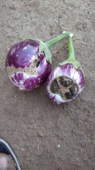 Brinjal Shoot and Fruit Borer - Brinjal