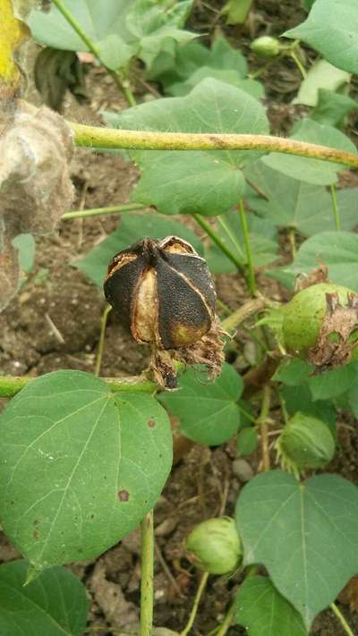 Pink Bollworm - Cotton