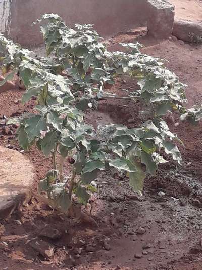 Brinjal Shoot and Fruit Borer - Brinjal