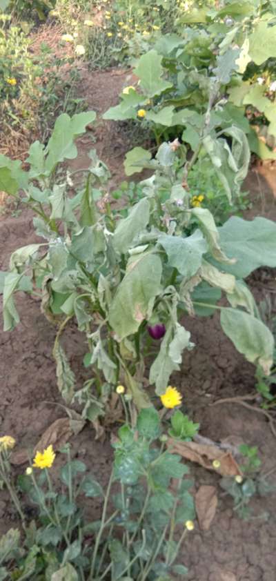 Bacterial Wilt - Brinjal