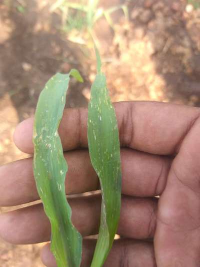 ಥ್ರಿಪ್ಸ್ ನುಸಿ - ಮೆಕ್ಕೆ ಜೋಳ