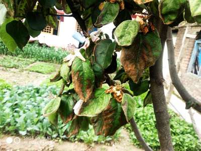 Pesticide Burn - Apple