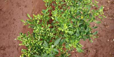 Tomato Yellow Leaf Curl Virus - Capsicum & Chilli