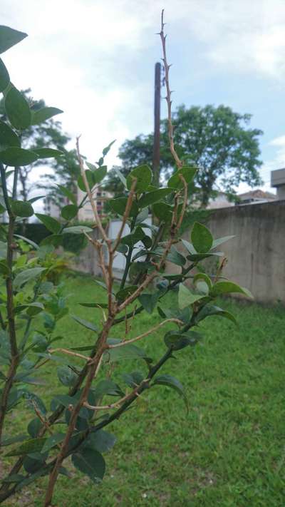 Gomose de Phytophthora - Citros