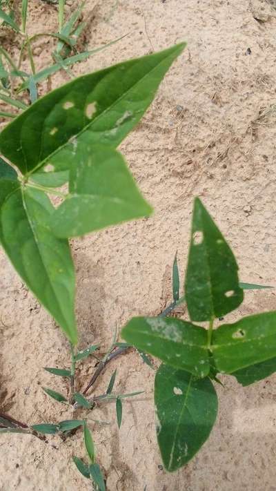 Flea Beetles - Capsicum & Chilli