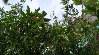 থ্রিপস - ডালিম