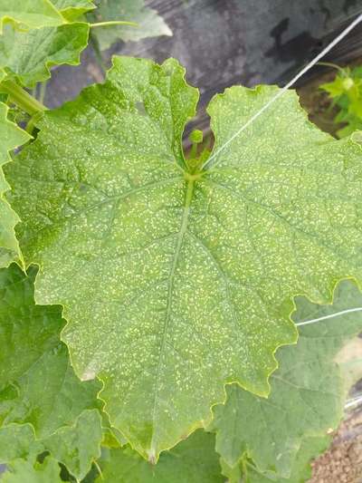 Spider Mites - Cucumber