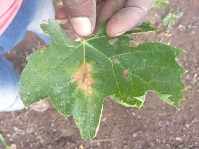 ದ್ರಾಕ್ಷಿಯ ಡೌನಿ ಮಿಲ್ಡ್ಯೂ - ದ್ರಾಕ್ಷಿ