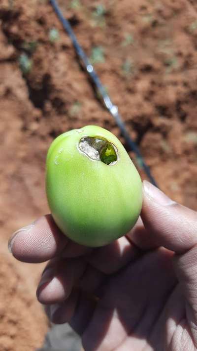 Helicoverpa Caterpillar - Tomato