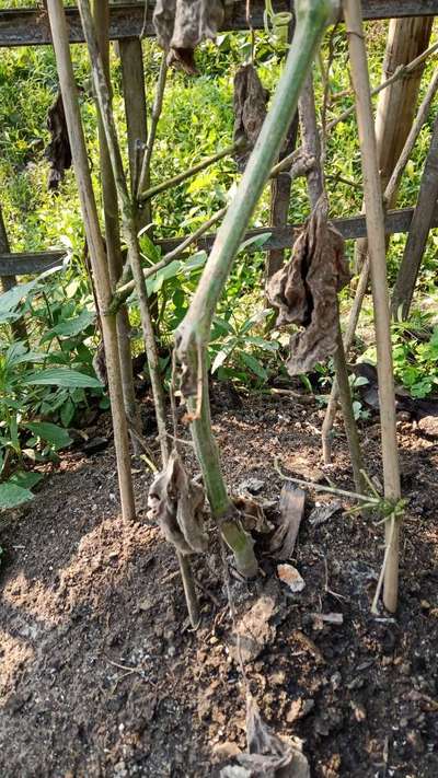 Stem Rot of Tomato - Tomato