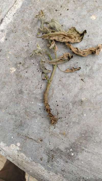 Brinjal Shoot and Fruit Borer - Brinjal