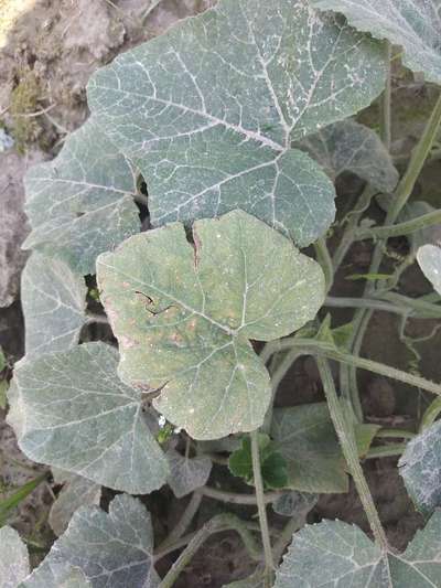 Powdery Mildew - Pumpkin