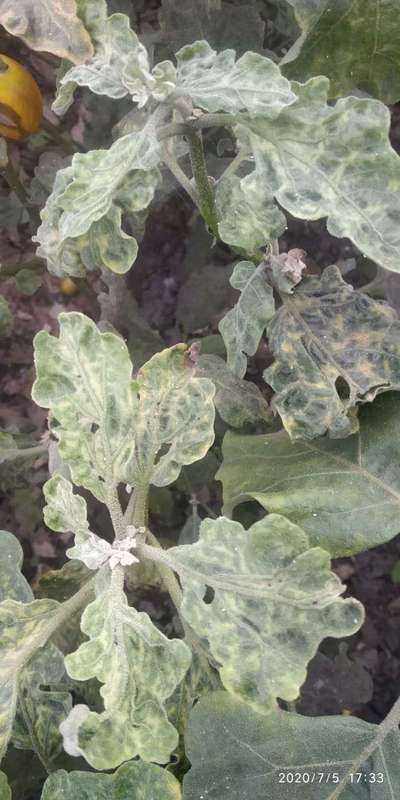 Aphids - Brinjal