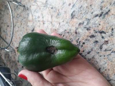 Podridão Mole da Pimenta - Pimentão e Pimenta