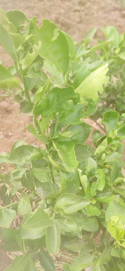 Citrus Leaf Miner - Citrus