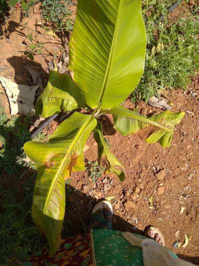 ಬಾಳೆಯ ಎಲೆ ಗುಳ್ಳೆ - ಬಾಳೆಹಣ್ಣು