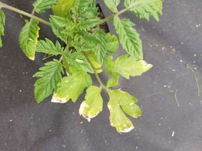 Nitrogen Deficiency - Tomato