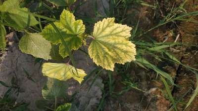 Iron Deficiency - Okra