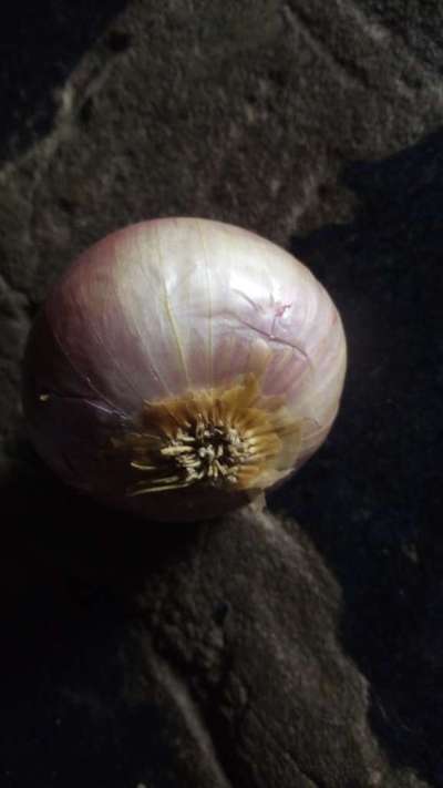 ಮೆಣಸಿನ ಚೊಯೆನೊಫೋರಾ ಅಂಗಮಾರಿ - ಈರುಳ್ಳಿ