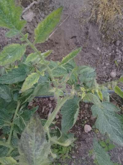 Manchas de Stemphylium - Tomate