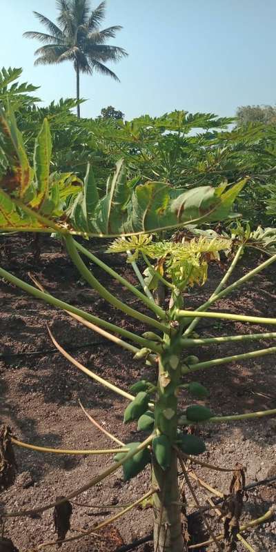 Downy Mildew - Papaya