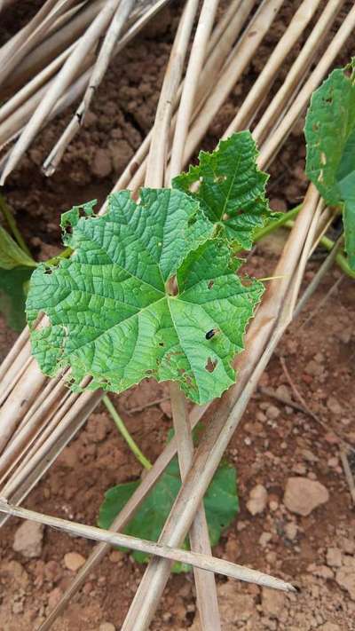 Cucumber Beetle - Cucumber