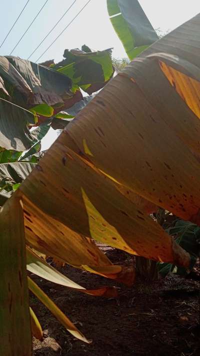 Yellow and Black Sigatoka - Banana