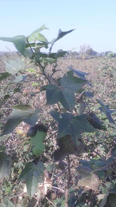 Grey Mildew of Cotton - Cotton