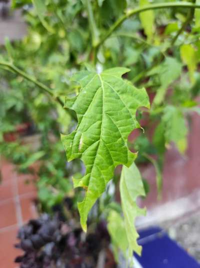 Oruga del tabaco - Capsicum y chile