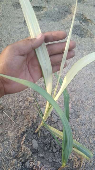 Early Shoot Borer - Sugarcane