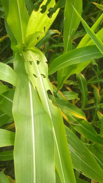 விழு படைப்புழு - மக்காச்சோளம்