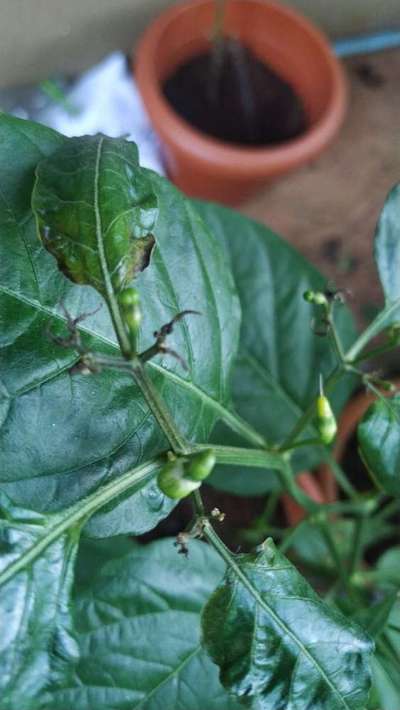 Wet Rot - Capsicum & Chilli