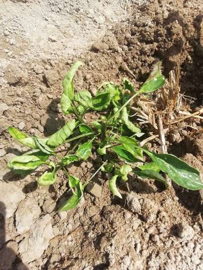 Leaf Miner Flies - Capsicum & Chilli