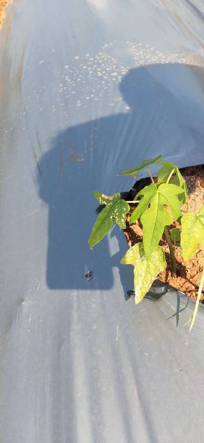 Leafhoppers and Jassids - Papaya