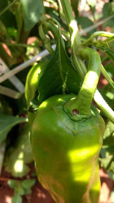 Mancha-bacteriana do Tomate - Pimentão e Pimenta