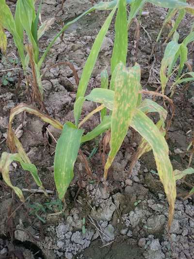 Grey Leaf Spot of Maize - Maize