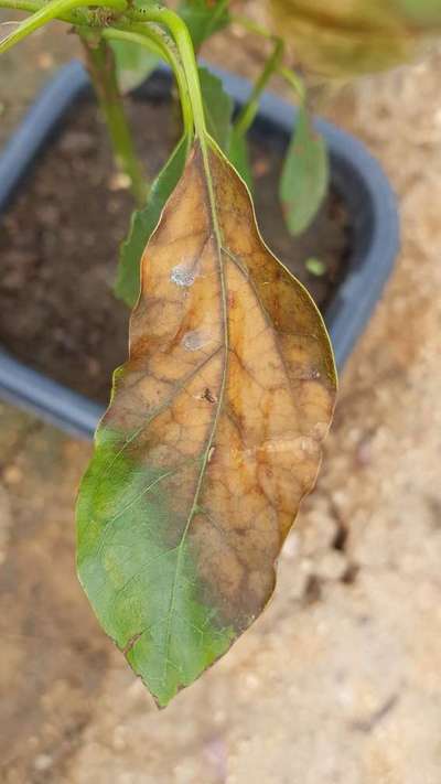 Ressecamento das folhas da cereja - Pimentão e Pimenta