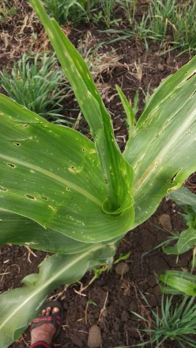 Stem Borer - Sorghum