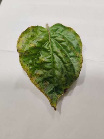 Chilli Cercospora Leaf Spot - Capsicum & Chilli