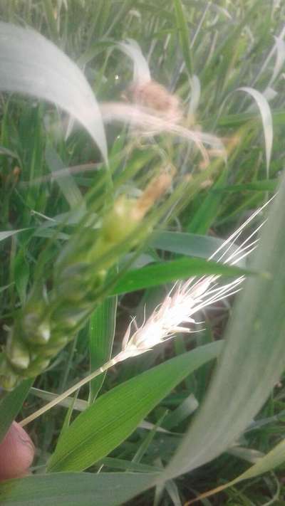 ಗೋಧಿ ಬ್ಲಾಸ್ಟ್ - ಗೋಧಿ