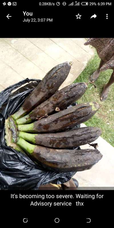 Bacterial Fruit Blotch - Banana