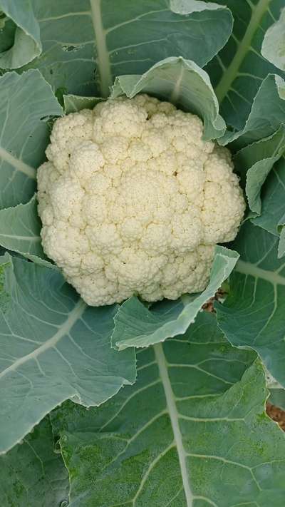 Boron Deficiency - Cauliflower